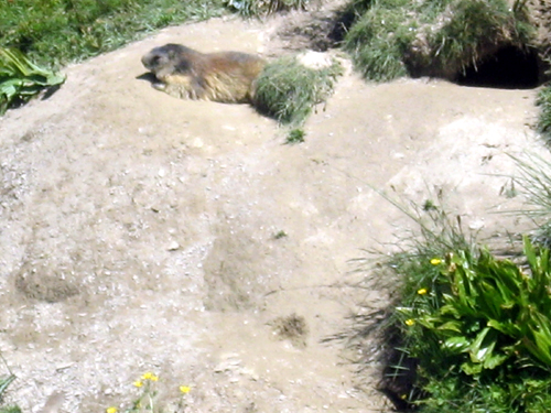 Marmot