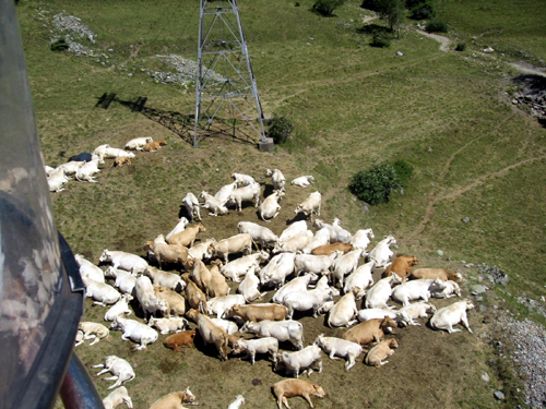 Cows
